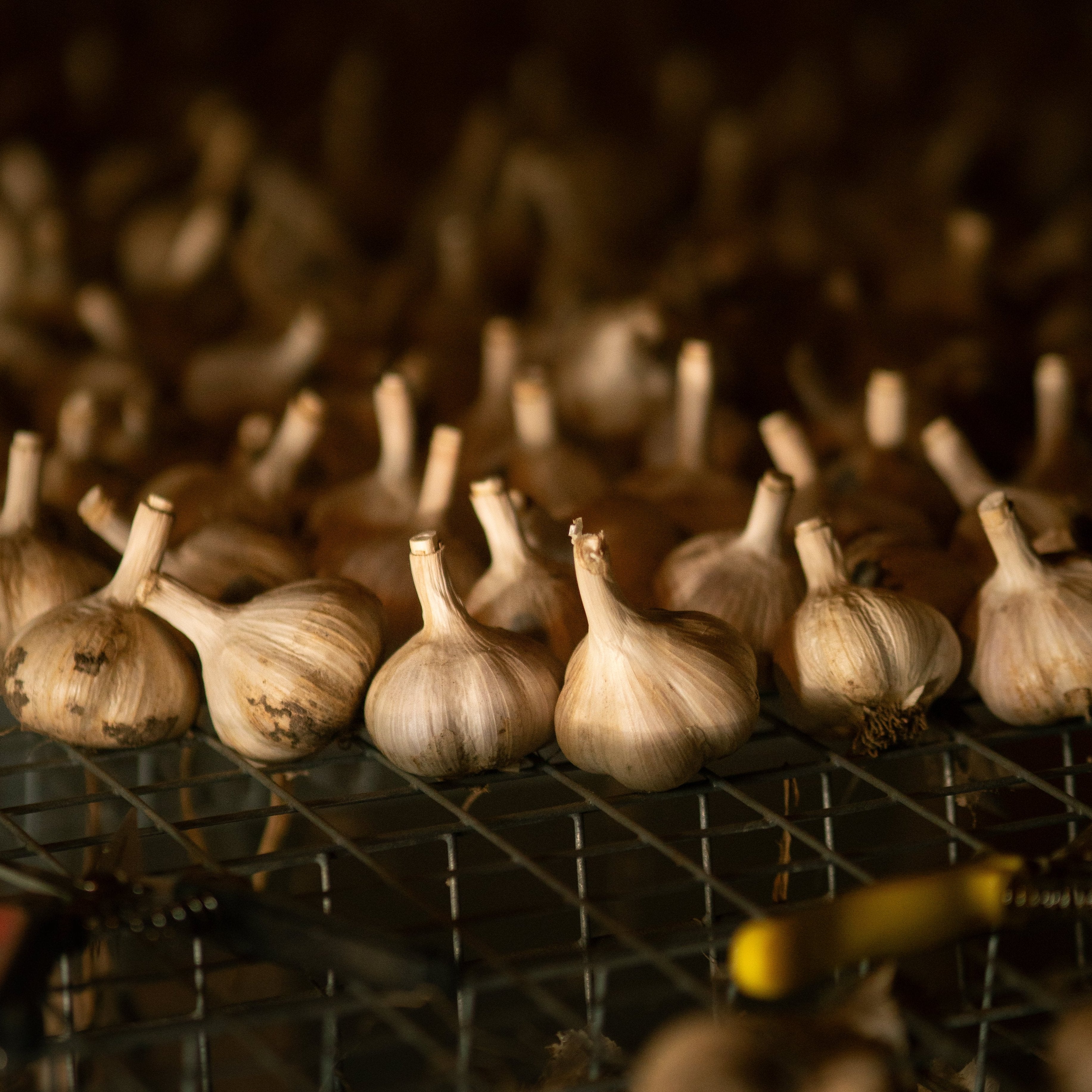 Organic Music Seed Garlic