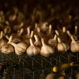 Organic Music Seed Garlic