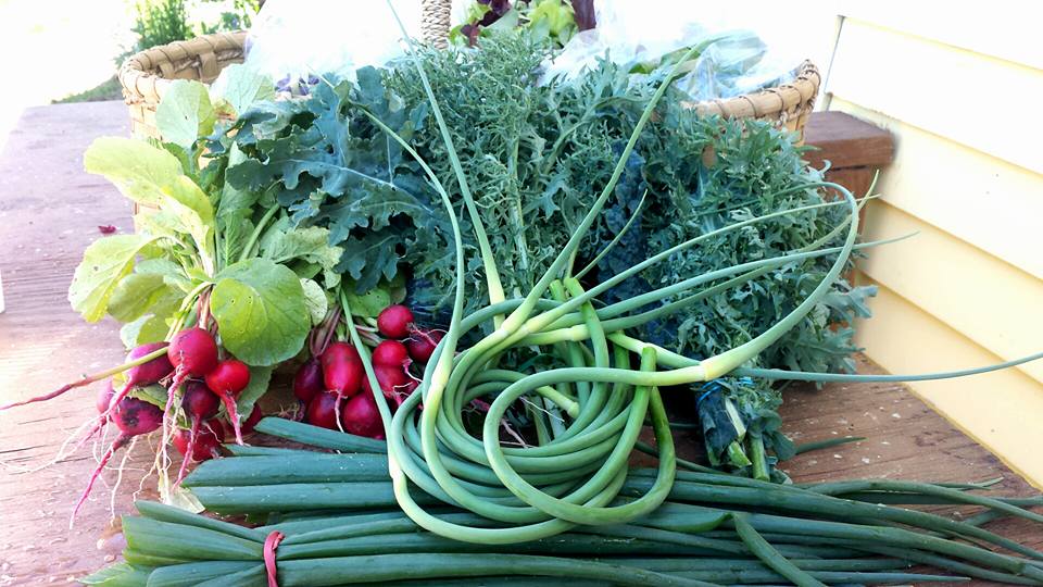 Garlic Scapes | 1 lb
